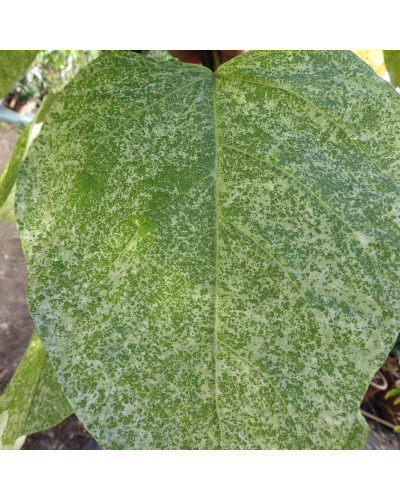 Катальпа чудова ’Пульверулента’ штамб|Catalpa speciosa Pulverulenta|Катальпа великолепная ’Пульверулента’ штамб