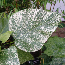 Катальпа чудова ’Пульверулента’ штамб|Catalpa speciosa Pulverulenta|Катальпа великолепная ’Пульверулента’ штамб