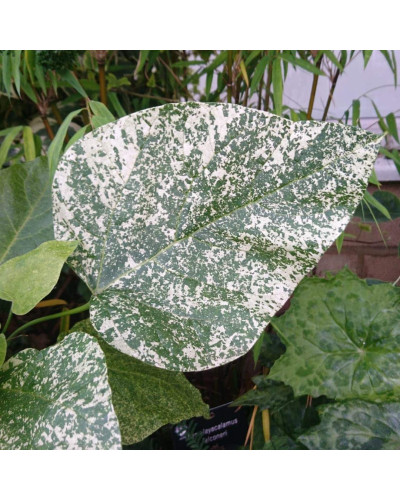 Катальпа чудова ’Пульверулента’ штамб|Catalpa speciosa Pulverulenta|Катальпа великолепная ’Пульверулента’ штамб