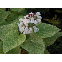 Катальпа чудова ’Пульверулента’ штамб|Catalpa speciosa Pulverulenta|Катальпа великолепная ’Пульверулента’ штамб