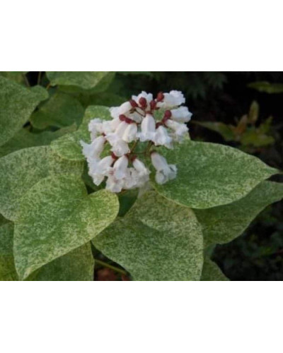 Катальпа чудова ’Пульверулента’ штамб|Catalpa speciosa Pulverulenta|Катальпа великолепная ’Пульверулента’ штамб