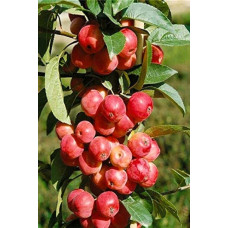 Яблуня райська Ред Сентинел | Malus domestica Red Sentinel | Яблоня райская Ред Сентинел