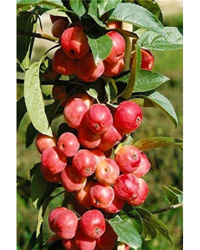 Яблуня райська Ред Сентинел | Malus domestica Red Sentinel | Яблоня райская Ред Сентинел