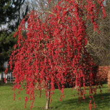 Яблуня райська Ред Сентинел | Malus domestica Red Sentinel | Яблоня райская Ред Сентинел