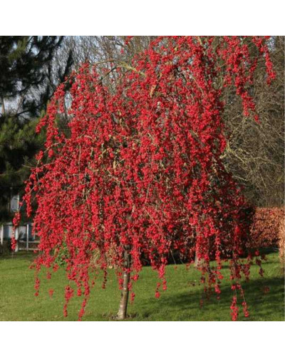Яблуня райська Ред Сентинел | Malus domestica Red Sentinel | Яблоня райская Ред Сентинел