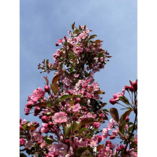 Яблуня райська Ред Сентинел | Malus domestica Red Sentinel | Яблоня райская Ред Сентинел