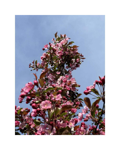 Яблуня райська Ред Сентинел | Malus domestica Red Sentinel | Яблоня райская Ред Сентинел