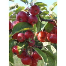 Яблуня райська Ред Сентинел | Malus domestica Red Sentinel | Яблоня райская Ред Сентинел