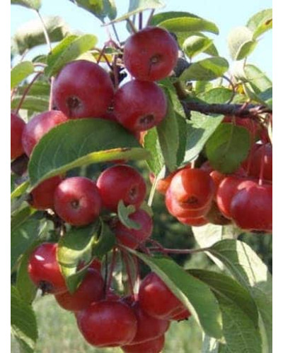 Яблуня райська Ред Сентинел | Malus domestica Red Sentinel | Яблоня райская Ред Сентинел