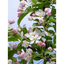 Яблуня райська Ред Сентинел | Malus domestica Red Sentinel | Яблоня райская Ред Сентинел