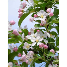 Яблуня райська Ред Сентинел | Malus domestica Red Sentinel | Яблоня райская Ред Сентинел