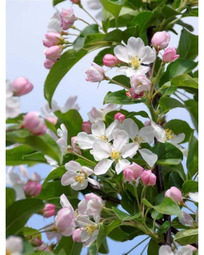 Яблуня райська Ред Сентинел | Malus domestica Red Sentinel | Яблоня райская Ред Сентинел