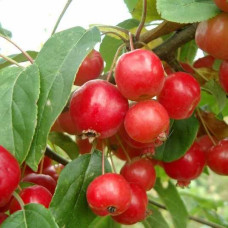 Яблуня райська Ред Сентинел | Malus domestica Red Sentinel | Яблоня райская Ред Сентинел