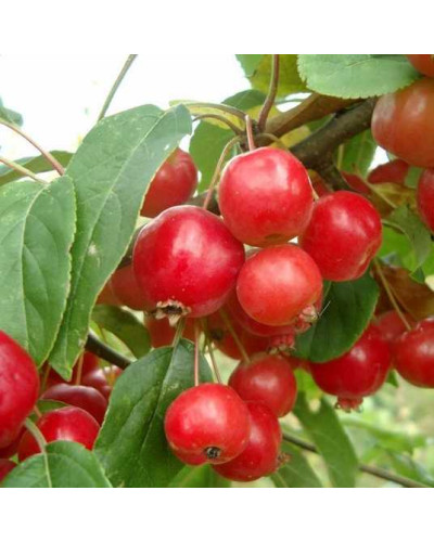 Яблуня райська Ред Сентинел | Malus domestica Red Sentinel | Яблоня райская Ред Сентинел