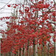Яблуня райська Ред Сентинел | Malus domestica Red Sentinel | Яблоня райская Ред Сентинел