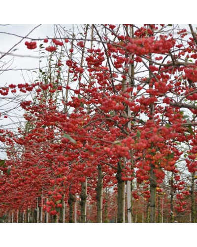 Яблуня райська Ред Сентинел | Malus domestica Red Sentinel | Яблоня райская Ред Сентинел