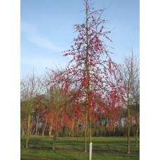 Яблуня райська Ред Сентинел | Malus domestica Red Sentinel | Яблоня райская Ред Сентинел