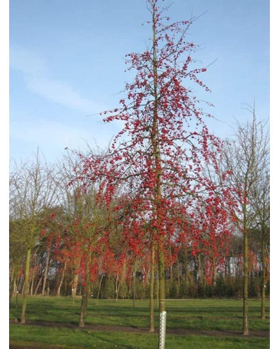 Яблуня райська Ред Сентинел | Malus domestica Red Sentinel | Яблоня райская Ред Сентинел