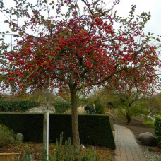 Яблуня райська Ред Сентинел | Malus domestica Red Sentinel | Яблоня райская Ред Сентинел