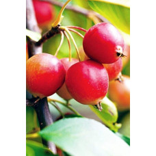 Яблуня червонолиста райська, Malus pumila, Paradise Apple Tree, купити, ціна, купити Київ, догляд, посадка, опис, фото.