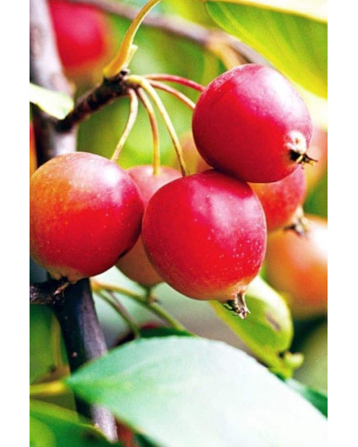 Яблуня червонолиста райська, Malus pumila, Paradise Apple Tree, купити, ціна, купити Київ, догляд, посадка, опис, фото.