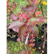 Яблуня червонолиста райська, Malus pumila, Paradise Apple Tree, купити, ціна, купити Київ, догляд, посадка, опис, фото.