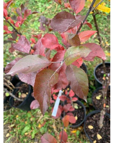 Яблуня червонолиста райська, Malus pumila, Paradise Apple Tree, купити, ціна, купити Київ, догляд, посадка, опис, фото.