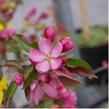 Яблуня червонолиста райська, Malus pumila, Paradise Apple Tree, купити, ціна, купити Київ, догляд, посадка, опис, фото.