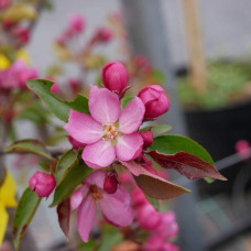 Яблуня червонолиста райська, Malus pumila, Paradise Apple Tree, купити, ціна, купити Київ, догляд, посадка, опис, фото.