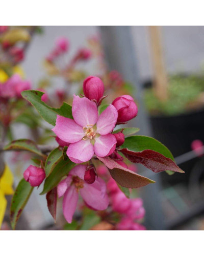 Яблуня червонолиста райська, Malus pumila, Paradise Apple Tree, купити, ціна, купити Київ, догляд, посадка, опис, фото.