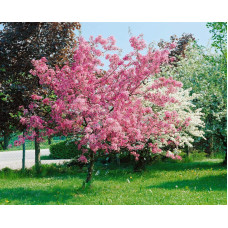 Яблуня червонолиста райська, Malus pumila, Paradise Apple Tree, купити, ціна, купити Київ, догляд, посадка, опис, фото.