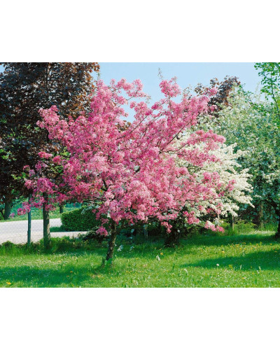 Яблуня червонолиста райська, Malus pumila, Paradise Apple Tree, купити, ціна, купити Київ, догляд, посадка, опис, фото.