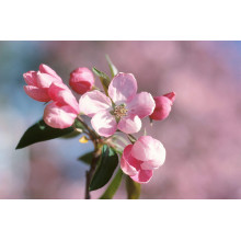 Яблуня червонолиста райська, Malus pumila, Paradise Apple Tree, купити, ціна, купити Київ, догляд, посадка, опис, фото.