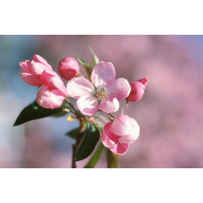 Яблуня червонолиста райська, Malus pumila, Paradise Apple Tree, купити, ціна, купити Київ, догляд, посадка, опис, фото.
