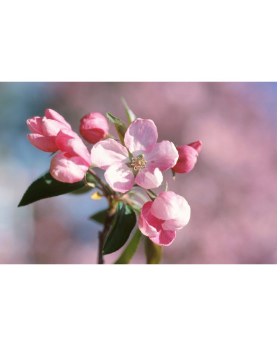 Яблуня червонолиста райська, Malus pumila, Paradise Apple Tree, купити, ціна, купити Київ, догляд, посадка, опис, фото.