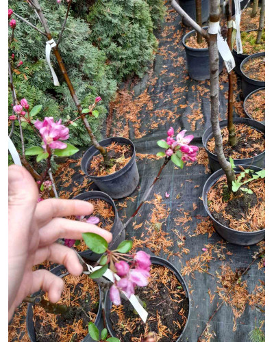 Яблуня червонолиста райська, Malus pumila, Paradise Apple Tree, купити, ціна, купити Київ, догляд, посадка, опис, фото.