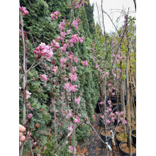 Яблуня червонолиста райська, Malus pumila, Paradise Apple Tree, купити, ціна, купити Київ, догляд, посадка, опис, фото.
