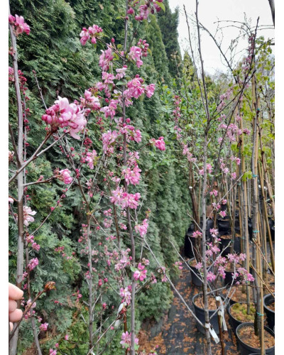 Яблуня червонолиста райська, Malus pumila, Paradise Apple Tree, купити, ціна, купити Київ, догляд, посадка, опис, фото.
