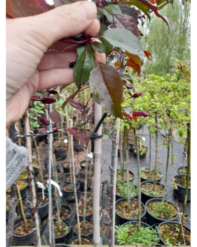 Яблуня червонолиста райська, Malus pumila, Paradise Apple Tree, купити, ціна, купити Київ, догляд, посадка, опис, фото.