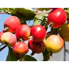 Яблуня червонолиста райська, Malus pumila, Paradise Apple Tree, купити, ціна, купити Київ, догляд, посадка, опис, фото.