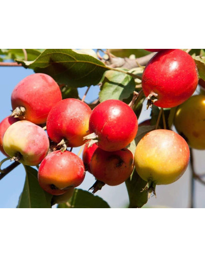 Яблуня червонолиста райська, Malus pumila, Paradise Apple Tree, купити, ціна, купити Київ, догляд, посадка, опис, фото.