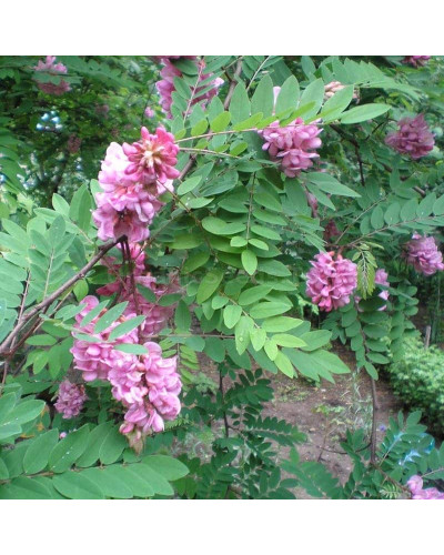 Акація рожева / Робінія клейка | Robinia viscosa | Акация розовая / Робиния клейкая
