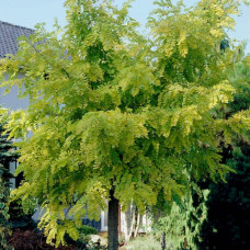 Акація рожева / Робінія клейка | Robinia viscosa | Акация розовая / Робиния клейкая