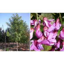 Акація рожева / Робінія клейка | Robinia viscosa | Акация розовая / Робиния клейкая