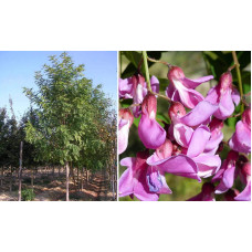 Акація рожева / Робінія клейка | Robinia viscosa | Акация розовая / Робиния клейкая