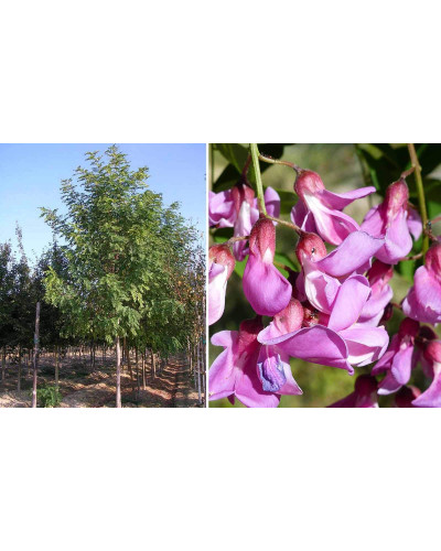 Акація рожева / Робінія клейка | Robinia viscosa | Акация розовая / Робиния клейкая