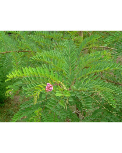 Акація рожева / Робінія клейка | Robinia viscosa | Акация розовая / Робиния клейкая