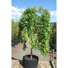 Черешня / Вишня плакуча штамбова|Prunus cerasus / avium forma shtamb|Черешня / Вишня плакучая штамбовая