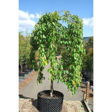 Черешня / Вишня плакуча штамбова|Prunus cerasus / avium forma shtamb|Черешня / Вишня плакучая штамбовая