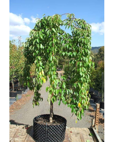 Черешня / Вишня плакуча штамбова|Prunus cerasus / avium forma shtamb|Черешня / Вишня плакучая штамбовая